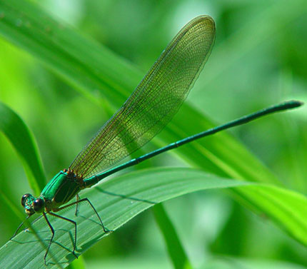 950_タイ産テングアゲハ Calopterygidae